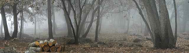 foggy__big_cat_woods.jpg