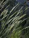 wild_grasses