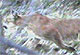 julian california big cat cabin lion movie