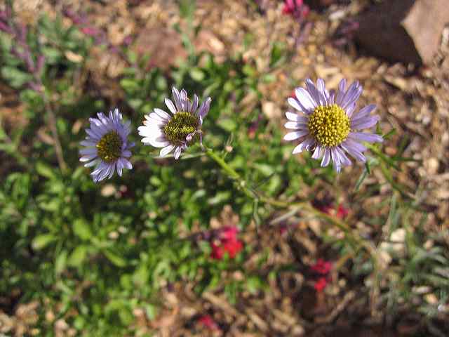 fleabane.jpg