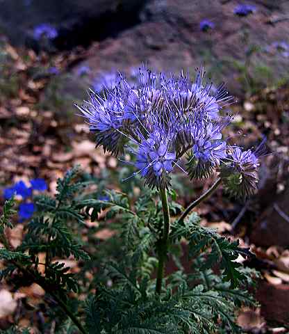 purple_tansy.jpg